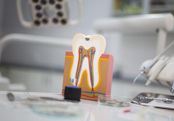 Model of the inside of a tooth